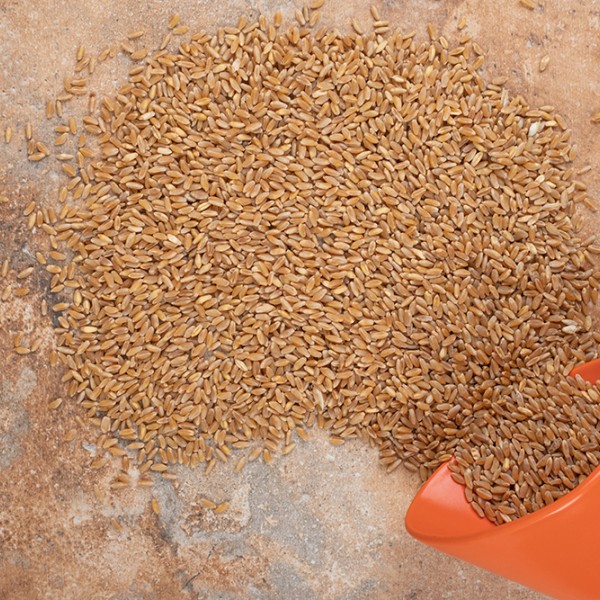 Feed/food/brewery barley