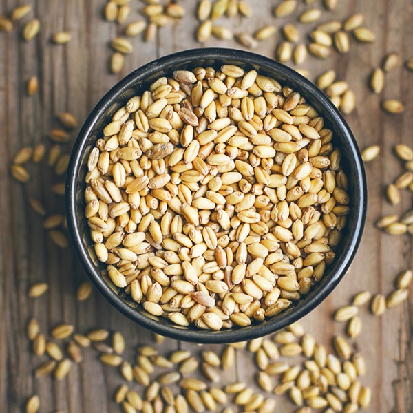 Triticale forage