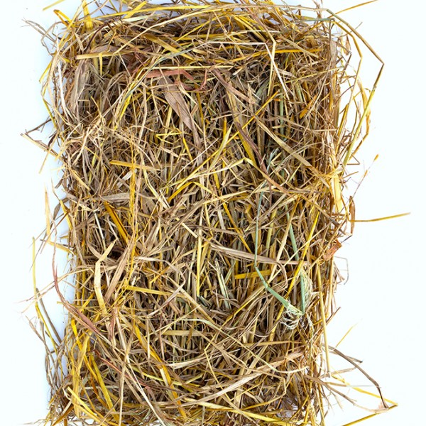 Hay